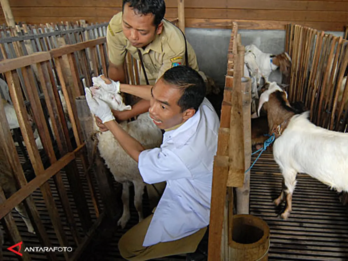 Harga Daging Kambing Per Kg: Panduan Lengkap untuk Konsumen di Indonesia