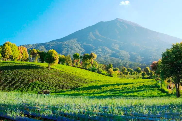 Taman Nasional di Indonesia: Menelusuri Keindahan Alam dan Keanekaragaman Hayati